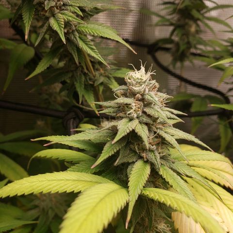 The Baby growlog timeline photo