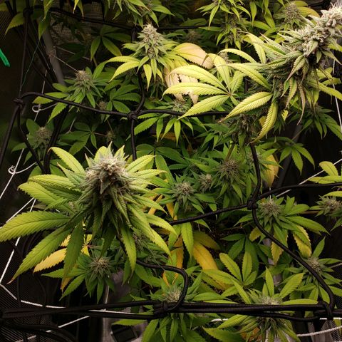 The Baby growlog photo: Getting nice smell to it now.  