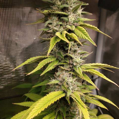 The Baby growlog photo: Getting nice smell to it now.  