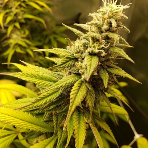 The Baby growlog photo: Getting nice smell to it now.  