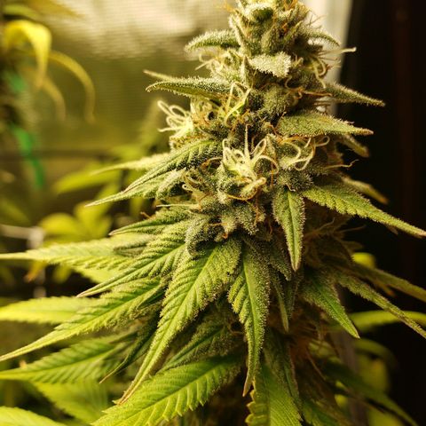 The Baby growlog photo: Getting nice smell to it now.  