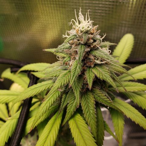 The Baby growlog photo: Getting nice smell to it now.  