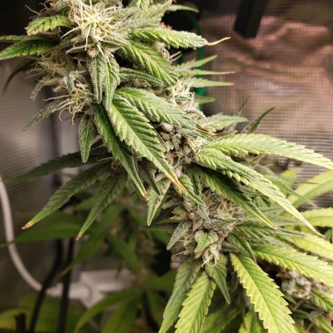 The Baby growlog photo: Getting nice smell to it now.  