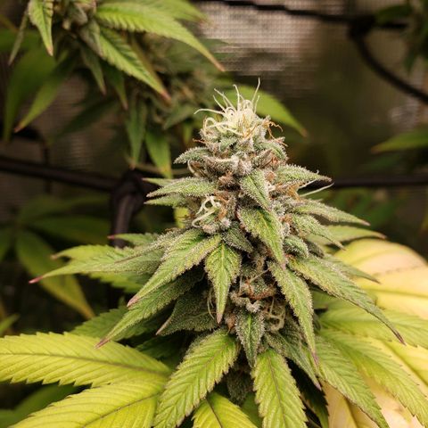The Baby growlog photo: Getting nice smell to it now.  