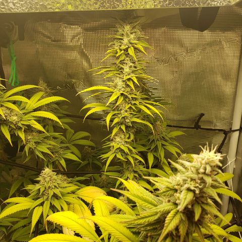 The Baby growlog photo: Getting nice smell to it now.  