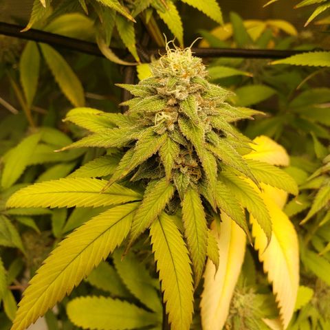 The Baby growlog photo: Looking good.  Light is raised to top of tent. Hopefully no more re-veg issues.  