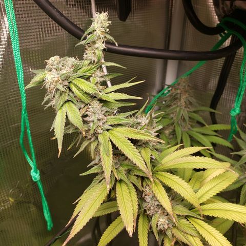 The Baby growlog photo: Looking good.  Light is raised to top of tent. Hopefully no more re-veg issues.  