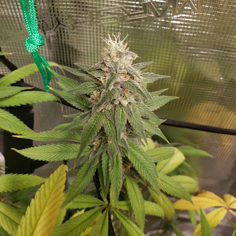The Baby growlog photo: Looking good.  Light is raised to top of tent. Hopefully no more re-veg issues.  