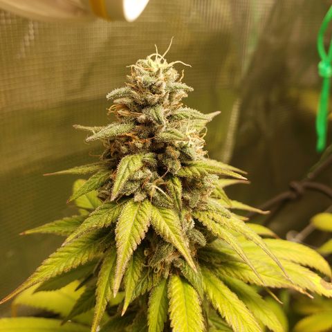 The Baby growlog photo: Looking good.  Light is raised to top of tent. Hopefully no more re-veg issues.  