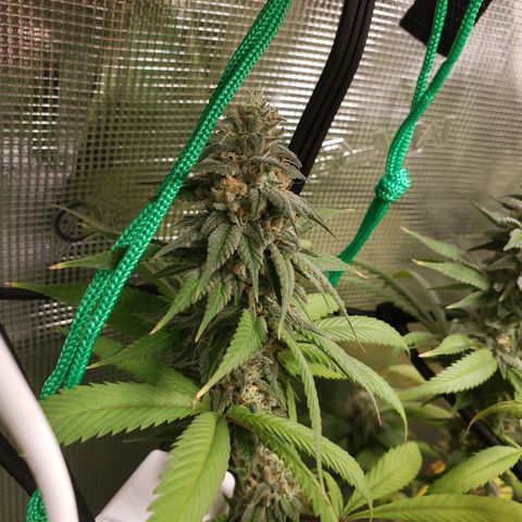 The Baby growlog photo: Looking good.  Light is raised to top of tent. Hopefully no more re-veg issues.  