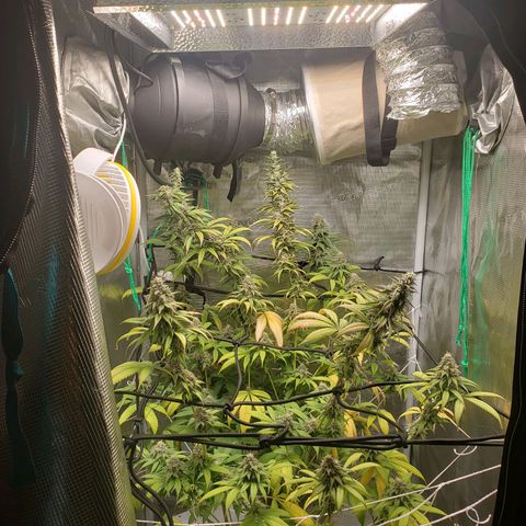 The Baby growlog photo: Looking good.  Light is raised to top of tent. Hopefully no more re-veg issues.  