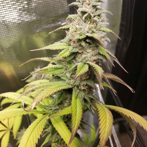 The Baby growlog photo: Looking good.  Light is raised to top of tent. Hopefully no more re-veg issues.  