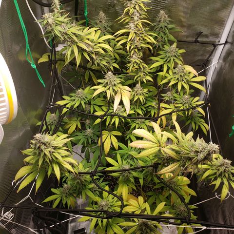 The Baby growlog photo: Looking good.  Light is raised to top of tent. Hopefully no more re-veg issues.  