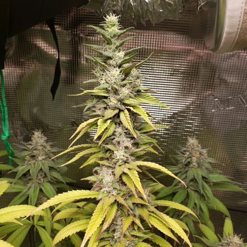 The Baby growlog photo: Looking good.  Light is raised to top of tent. Hopefully no more re-veg issues.  