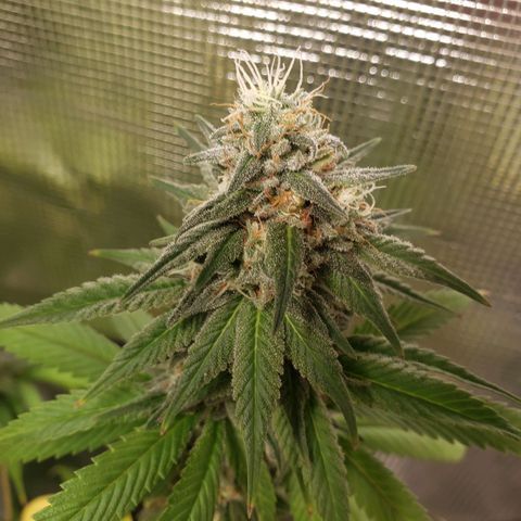The Baby growlog photo: Looking good.  Light is raised to top of tent. Hopefully no more re-veg issues.  