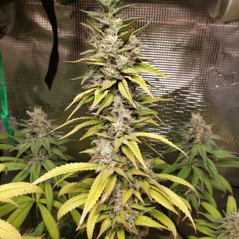 The Baby growlog timeline photo