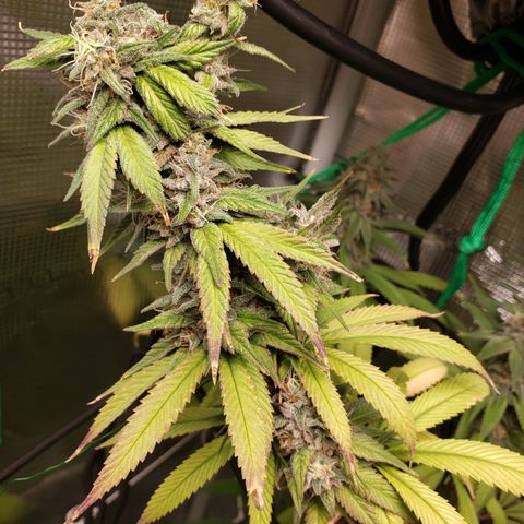 The Baby growlog timeline photo