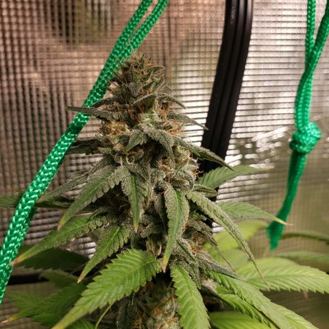 The Baby growlog timeline photo
