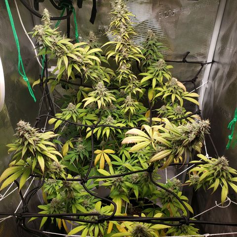 The Baby growlog timeline photo