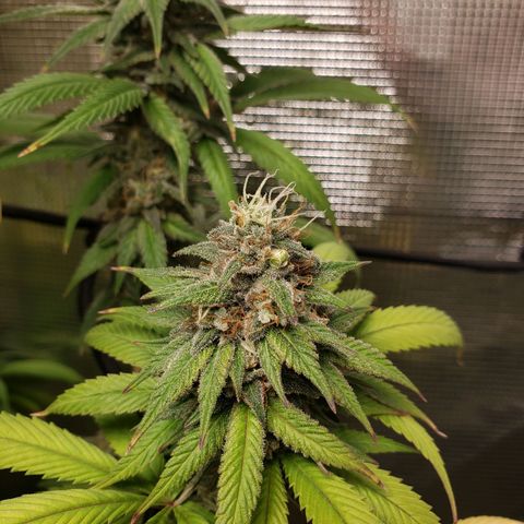 The Baby growlog timeline photo