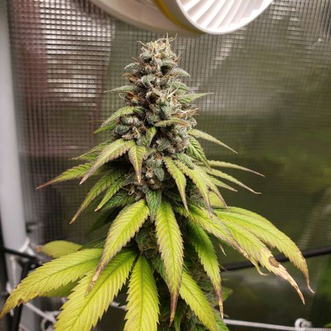 The Baby growlog timeline photo