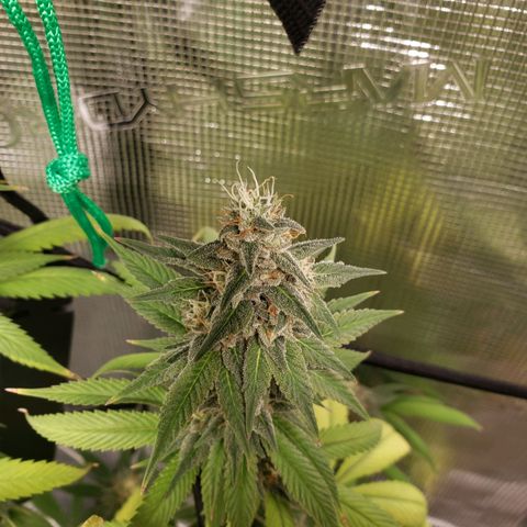 The Baby growlog timeline photo