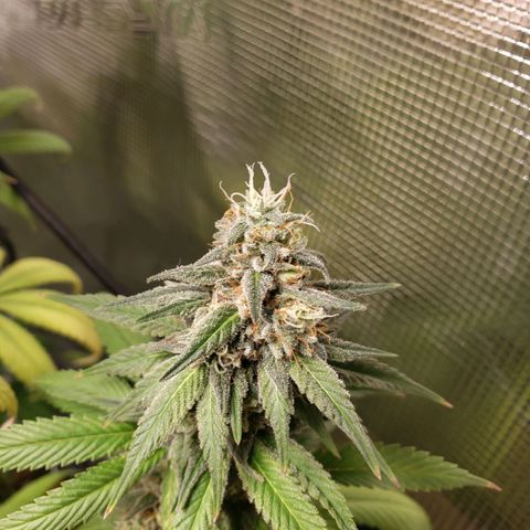 The Baby growlog timeline photo