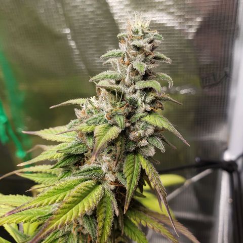 The Baby growlog timeline photo