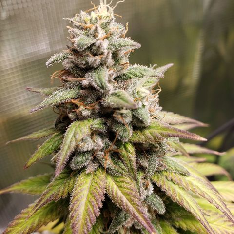 The Baby growlog timeline photo