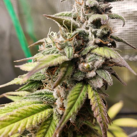 The Baby growlog timeline photo