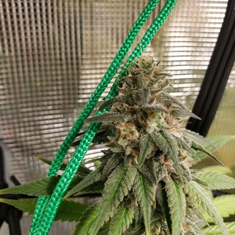 The Baby growlog timeline photo