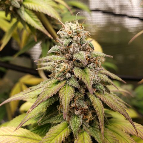 The Baby growlog timeline photo