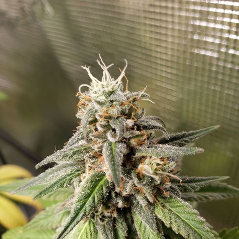 The Baby growlog timeline photo