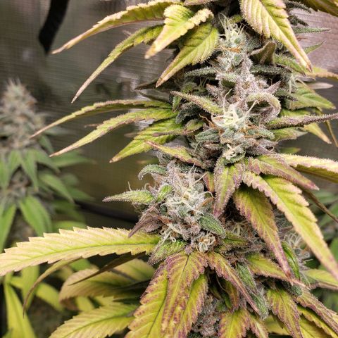 The Baby growlog timeline photo