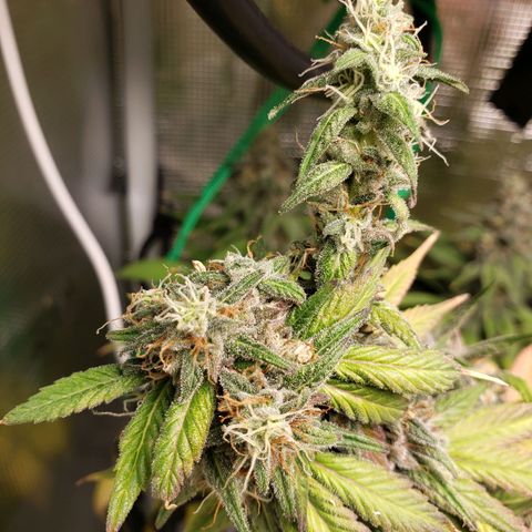 The Baby growlog timeline photo