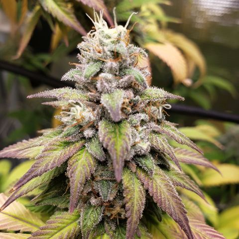 The Baby growlog timeline photo
