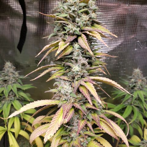 The Baby growlog timeline photo