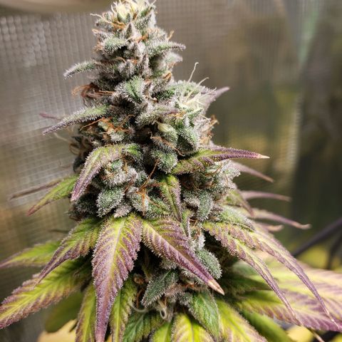The Baby growlog timeline photo