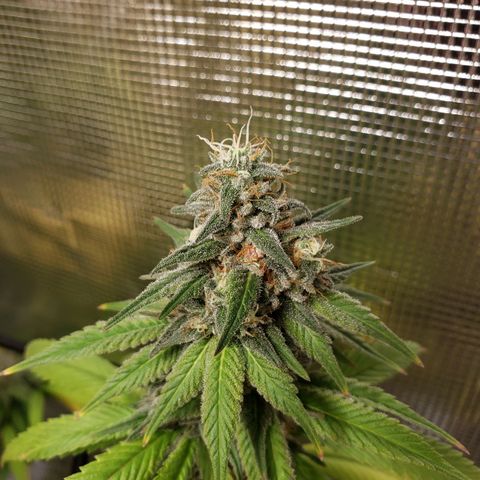 The Baby growlog timeline photo