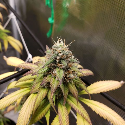 The Baby growlog timeline photo