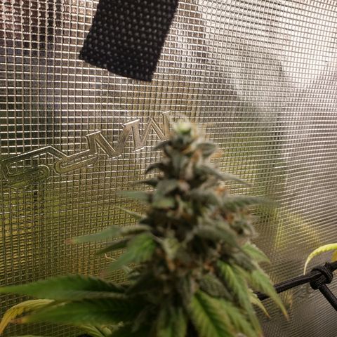 The Baby growlog timeline photo