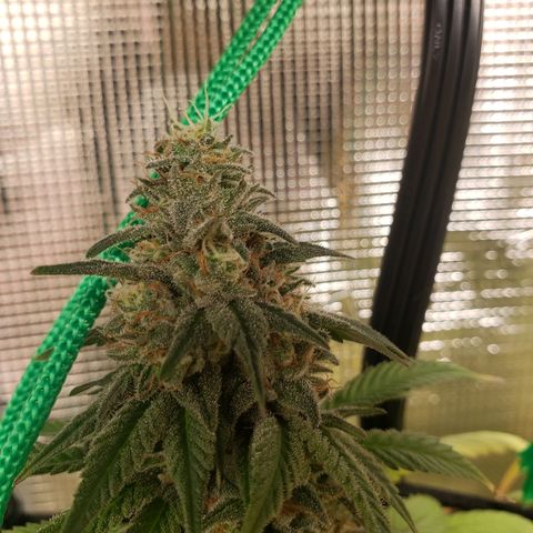 The Baby growlog timeline photo