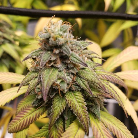 The Baby growlog timeline photo
