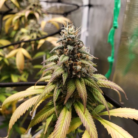 The Baby growlog timeline photo