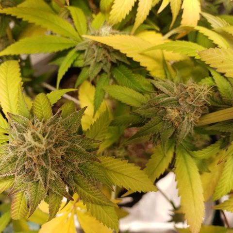 The Baby growlog timeline photo