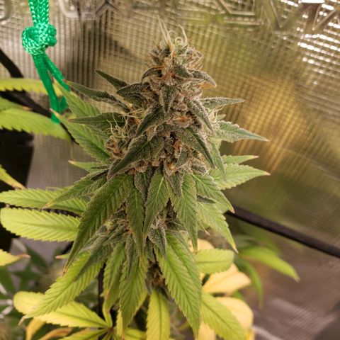 The Baby growlog timeline photo