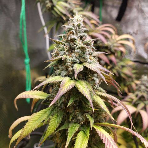 The Baby growlog timeline photo