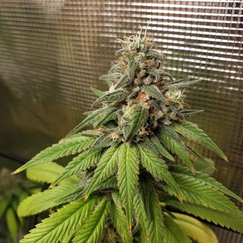 The Baby growlog timeline photo