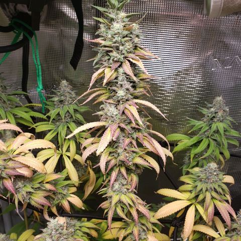The Baby growlog timeline photo