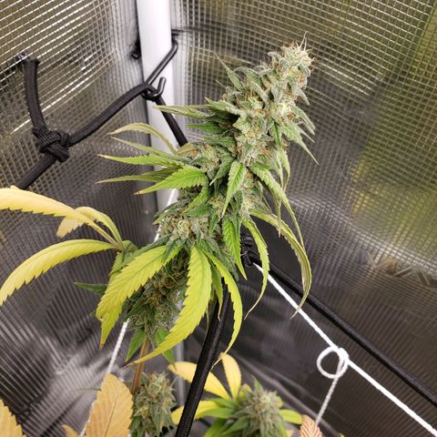 The Baby growlog timeline photo